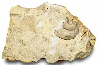Ordovician Marine Fossil Association - Wisconsin #248561