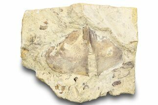 Ordovician Marine Fossil Association - Wisconsin #248562