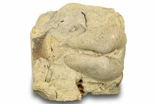 Ordovician Bivalve (Ctenodonta) Fossil - Wisconsin #248571