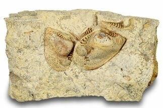 Ordovician Bivalve (Tancrediopsis) Fossil - Wisconsin #248572