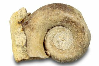 Ordovician Gastropod Fossil (Salpingostoma) - Wisconsin #248588