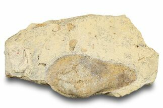Ordovician Bivalve Fossil (Ctenodonta) - Wisconsin #248605
