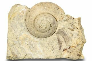 Ordovician Gastropod Fossil (Liospira) - Wisconsin #248611