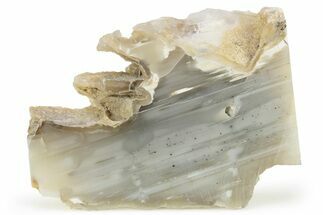 Waterline Agate Limb Cast Slice - Tom Miner Basin, Montana #248705