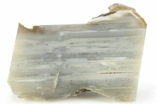 Waterline Agate Limb Cast Slice - Tom Miner Basin, Montana #248709