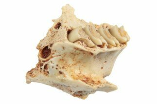 Miocene Fossil Pika (Prolagus) Maxilla Section - France #248685