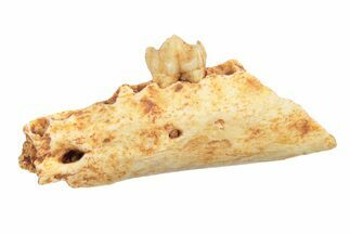 Eocene Fossil Primate (Necrolemur) Jaw Section - France #248696