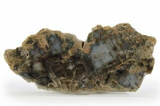 Jurassic Petrified Wood Slab - Henry Mountain, Utah #248728