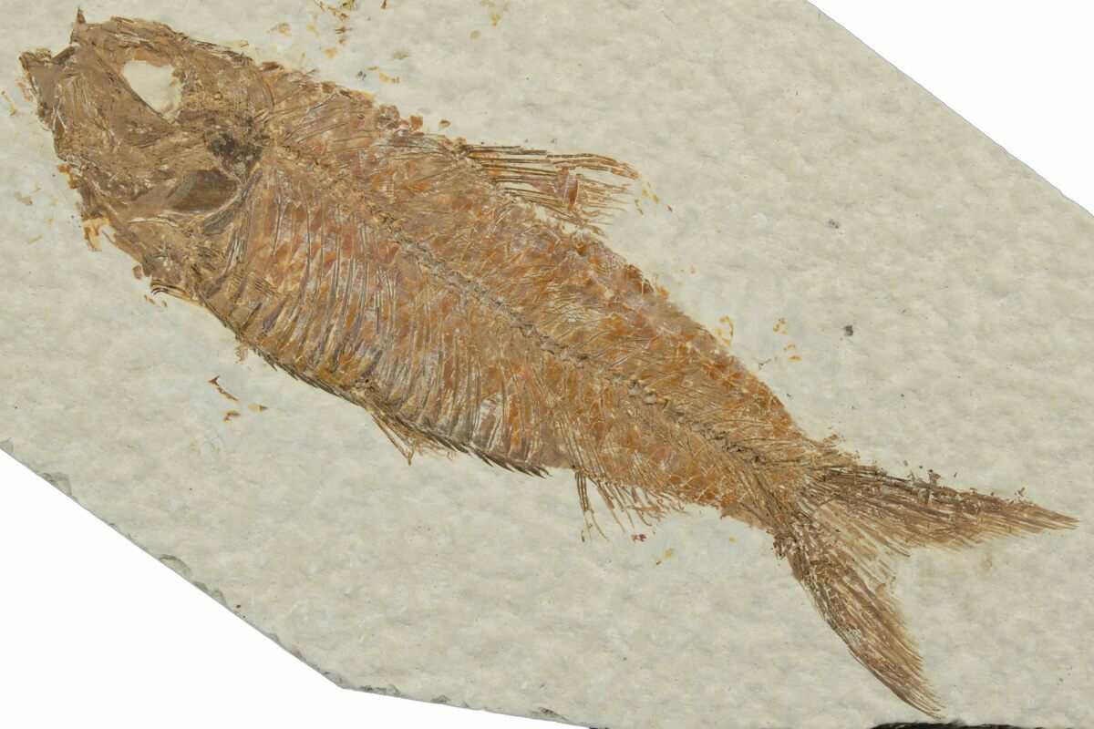3.6" Detailed Fossil Fish (Knightia) Wyoming (248253) For Sale