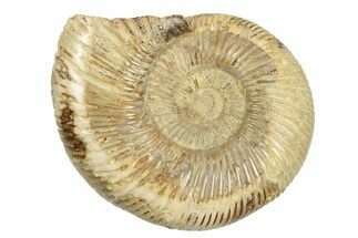 Polished Jurassic Ammonite (Perisphinctes) - Madagascar #248748