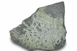 Fossil Graptolite Cluster (Didymograptus) - Wales #242373