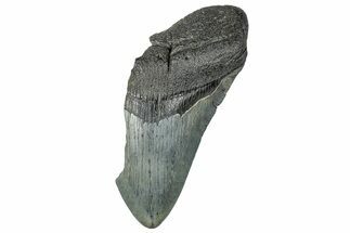 Partial Megalodon Tooth - Serrated Blade #248434