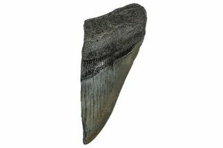 Partial Megalodon Tooth - South Carolina #248437