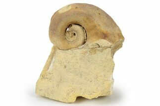 Ordovician Gastropod Fossil (Salpingostoma) - Wisconsin #248593
