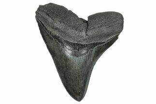 Serrated, Fossil Megalodon Tooth - South Carolina #248472