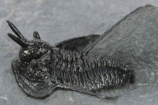 Devil Horned Cyphaspis Walteri Trilobite - Mrakib, Morocco #248761