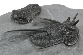 Cyphaspis Walteri With Gerastos Trilobite - Mrakib, Morocco #245930