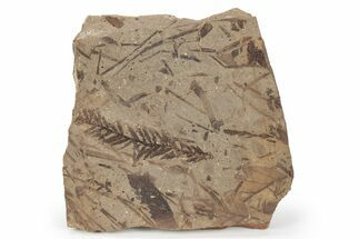 Fossil Plant (Metasequoia, Pinus) Plate - McAbee, BC #248838