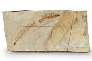 Fossil Plant (Metasequoia, Fagus) Plate - McAbee, BC #248842