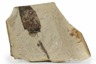 Fossil Plant (Fagus, Chamaecyparis, Pinus) Plate - McAbee, BC #248861