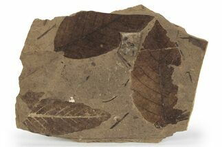 Fossil Plant (Fagus, Fagopsis) Plate - McAbee, BC #248915