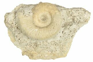 Callovian Ammonite (Hamulisphinctes) Fossil - France #249028