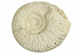 Callovian Ammonite (Hecticoceras) Fossil - France #249035