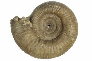 Toarcian Ammonite (Dumortieria) Fossil - Germany #249036