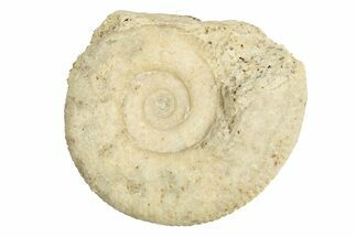 Bajocian Ammonite (Procerites) Fossil - France #249040