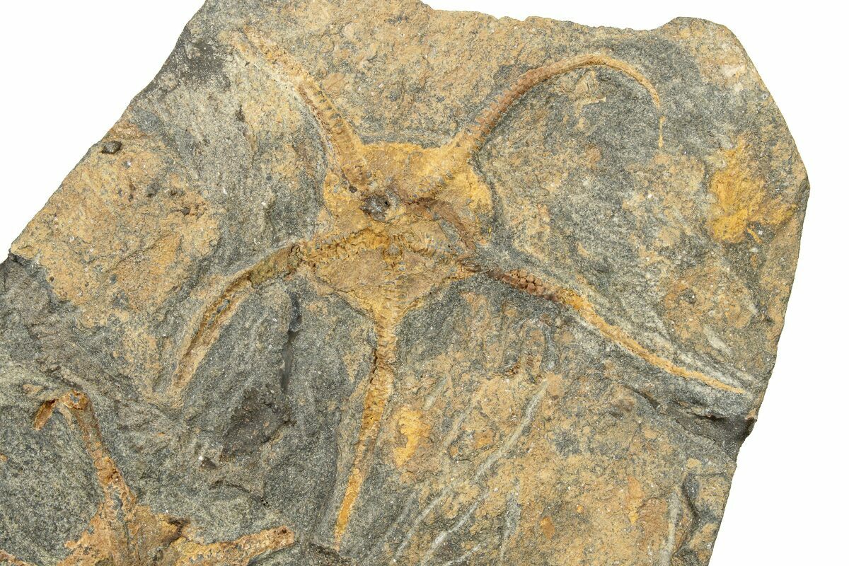 Two Ordovician Brittle Stars (Ophiura) Morocco (249063) For Sale