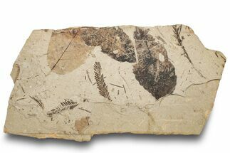 Fossil Plant (Metasequoia, Fagus, Fagopsis) Plate - McAbee, BC #248788