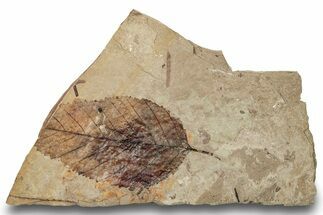 Fossil Plant (Betula) Plate - McAbee, BC #248977