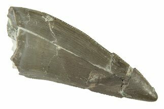 Serrated, Triassic Reptile (Postosuchus?) Tooth - Arizona #249069