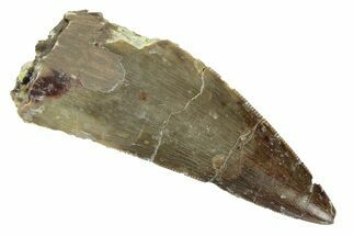 Serrated, Triassic Reptile (Postosuchus?) Tooth - Arizona #249072