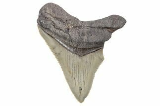 Serrated, Juvenile Megalodon Tooth - South Carolina #248870