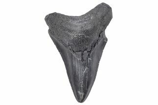 Serrated, Fossil Megalodon Tooth - South Carolina #248891