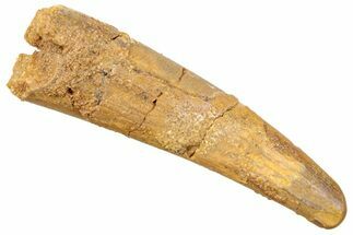 Fossil Pterosaur (Siroccopteryx) Tooth - Morocco #248963