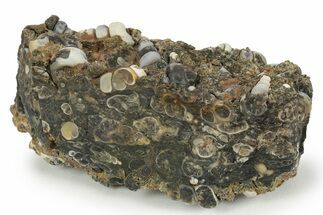 Fossil Freshwater Snails (Elimia) In Limestone - Wyoming #248991