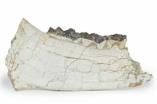 Fossil Titanothere (Megacerops) Jaw - South Dakota #249236