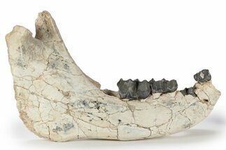 Fossil Juvenile Titanothere (Megacerops) Mandible - South Dakota #249234