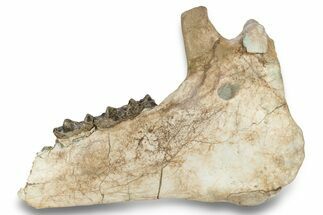 Fossil Titanothere (Megacerops) Jaw - South Dakota #249237