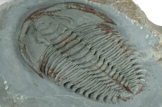 Lower Cambrian Trilobite (Longianda) - Issafen, Morocco #249257