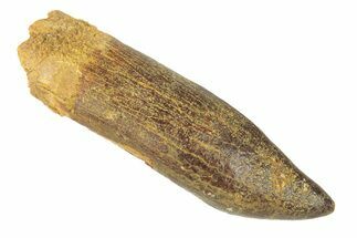 Fossil Sauropod Dinosaur (Titanosaur) Tooth - No Tip Wear #248865