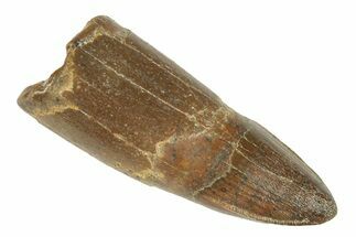 Rooted Crocodylomorph Tooth with Serrations - Morocco #248907