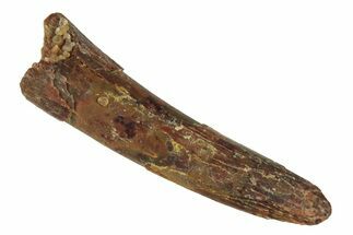 Fossil Pterosaur (Siroccopteryx) Tooth - Morocco #248918