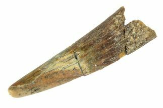 Fossil Pterosaur (Siroccopteryx) Tooth - Morocco #248945