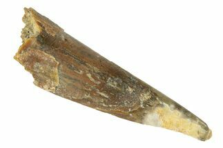 Fossil Pterosaur (Siroccopteryx) Tooth - Morocco #248947