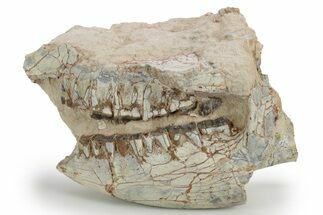 Bargain, Fossil Running Rhino (Hyracodon) Skull - South Dakota #249255