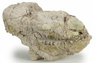Bargain, Fossil Oreodont (Merycoidodon) Skull - South Dakota #249271