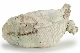 Bargain, Fossil Oreodont (Merycoidodon) Skull - South Dakota #249267